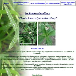 STEVIA REBAUDIANA Guide de culture PLANTE A SUCRE graines et plantes
