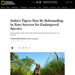 India's Tigers May Be Rebounding, in Rare Success for Endangered Species