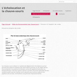 L'écholocation et la chauve-souris