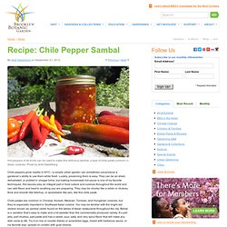 Chile Pepper Sambal