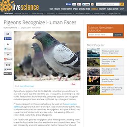 Pigeons Recognize Human Faces