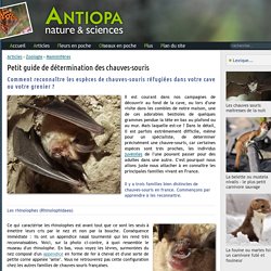 Zoologie - Reconnaitre et déterminer les espèces de chauves souris - chauve - souris - Antiopa Nature & Sciences