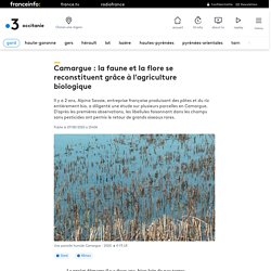 FRANCE 3 07/08/20 Camargue : la faune et la flore se reconstituent grâce à l'agriculture biologique