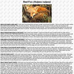 Red Fox (Vulpes vulpes)