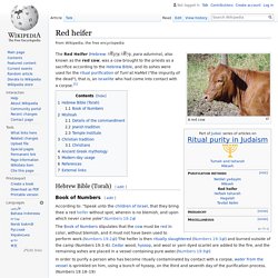 Red heifer - Wikipedia