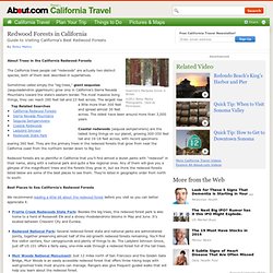 Redwood Forests in California - Guide to Visiting California's Best Redwood Forests