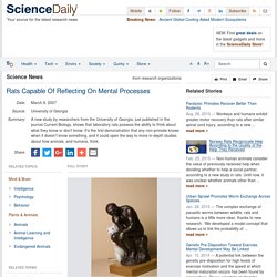 Rats Capable Of Reflecting On Mental Processes