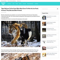 Tiger Refuses To Eat Goat Who Was Given To Him As Live Food, Instead, They Became Best Friends - Fascinating Things