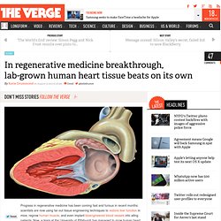 Lab-grown human heart tissue beats on its own
