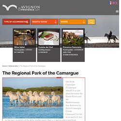 The Regional Park of the Camargue