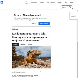 Las iguanas regresan a Isla Santiago con la esperanza de mejorar el ecosistema