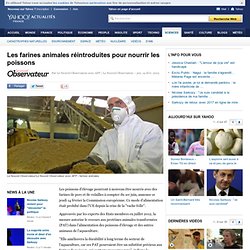 Les farines animales réintroduites pour nourrir les poissons - Yahoo Actualités France