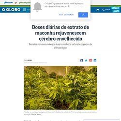 Doses diárias de extrato de maconha rejuvenescem cérebro envelhecido - Jornal O Globo