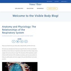 Anatomy and Physiology: The Relationships of the Respiratory System