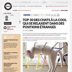 Top 30 des chats à la cool qui se relaxent dans des positions étranges