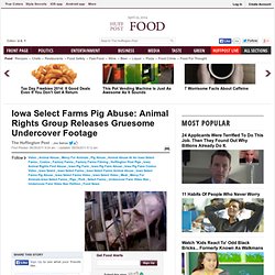 Iowa Select Farms Pig Abuse: Animal Rights Group Releases Gruesome Undercover Footage
