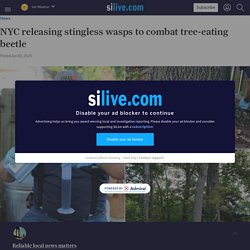 SILIVE 03/06/20 NYC releasing stingless wasps to combat tree-eating beetle (agrile du frêne)