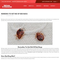 bed bug exterminator dallas