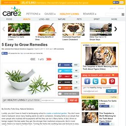 5 Easy to Grow Remedies (Page 4)