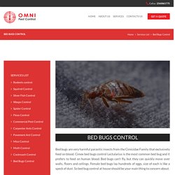 Bed Bug Removal Companies - Bed Bug Treatment