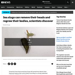 Sea slugs can remove their heads and regrow their bodies, scientists discover