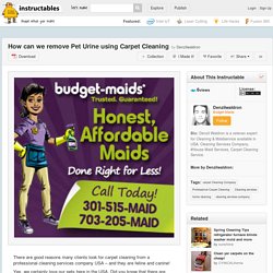 How can we remove Pet Urine using Carpet Cleaning - All