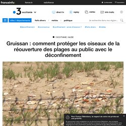 FRANCE 3 17/05/20 Gruissan : comment protéger les oiseaux de la réouverture des plages au public avec le déconfinement