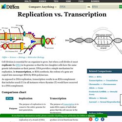 Replication vs Transcription