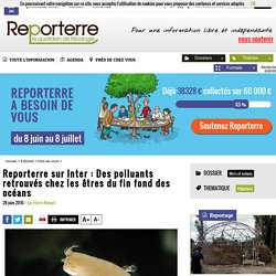 Reporterre sur Inter : Des polluants retrouvés chez les êtres du fin fond des océans