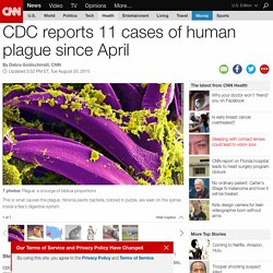 CDC reports 11 cases of human plague since April