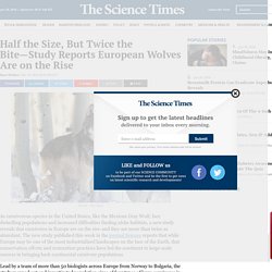 Half the Size, But Twice the Bite—Study Reports European Wolves Are on the Ri...
