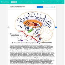 Schematic representation of a parasagittal section of the human brain,...