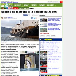 Reprise de la pêche à la baleine au Japon