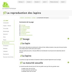 La reproduction des lapins: sexage, maturité sexuelle, copulation, gestation et mise bas
