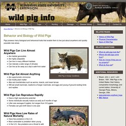 Behavior of Wild Pigs: Habitat, Food, Reproduction, and Mortality