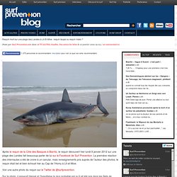 Requin mort sur une plage des Landes à Lit-Et-Mixe : requin-taupe ou requin mako ?