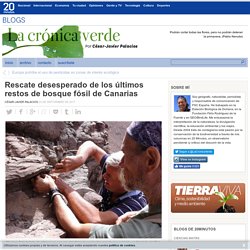 Rescate desesperado de los últimos restos de bosque fósil de Canarias