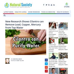 Research Shows Cilantro can Remove Lead, Copper, Mercury from Water