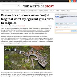 Researchers discover Asian fanged frog that don't lay eggs but gives birth to tadpoles