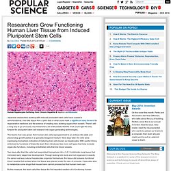 Researchers Grow Functioning Human Liver Tissue from Induced Pluripotent Stem Cells