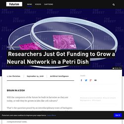 Researchers Just Got Funding to Grow a Neural Network in a Petri Dish