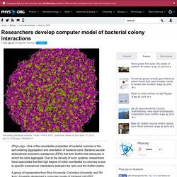 Researchers develop computer model of bacterial colony interactions