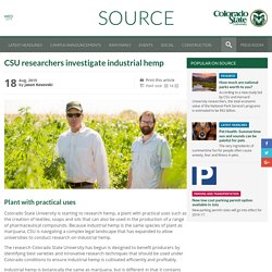 CSU researchers investigate industrial hemp