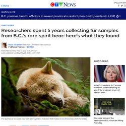 B.C.'s rare spirit bear: researchers investigate 'chemical signatures' on fur