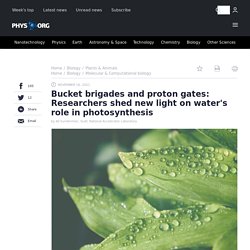 Bucket brigades and proton gates: Researchers shed new light on water's role in photosynthesis