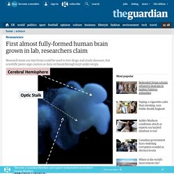 First almost fully-formed human brain grown in lab, researchers claim