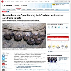 CBC_CA 03/02/18 Researchers use 'mini tanning beds' to treat white-nose syndrome in bats - UV light damages the fungus wiping out bat colonies across North America
