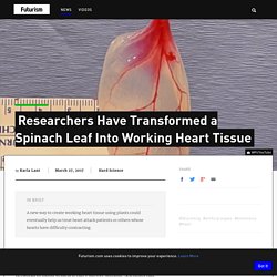 This working heart tissue is made from spinach