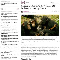 Researchers Translate the Meaning of Over 60 Gestures Used by Chimps