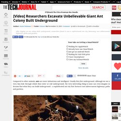 [Video] Researchers Excavate Unbelievable Giant Ant Colony Built Underground